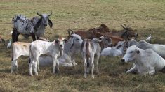 Une vache martiniquaise Brahman est à l’honneur du Salon de l’agriculture 2026