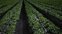 Dans les Landes, quand la pomme de terre cultive son environnement